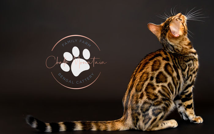 bengal kittens for sale